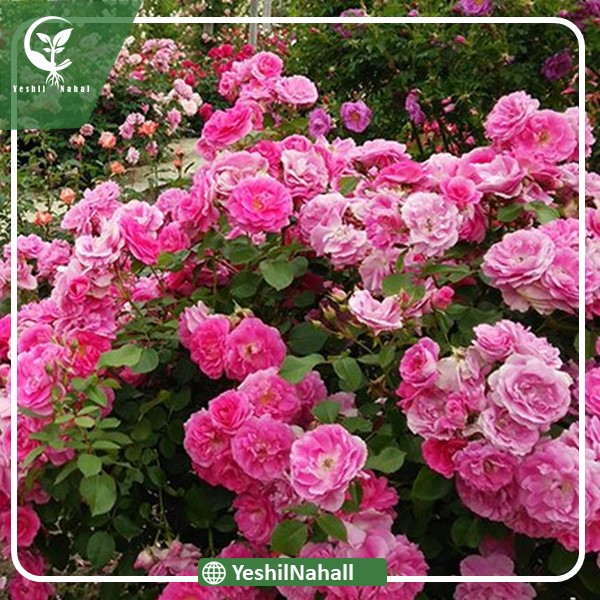 نهال گل محمدی بدون خار